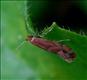 0333 (15.054) Phyllonorycter viminiella